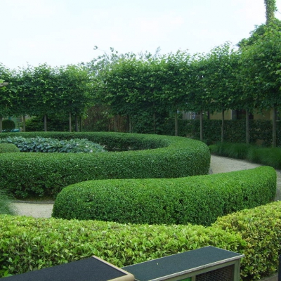 Onderhoud buxus